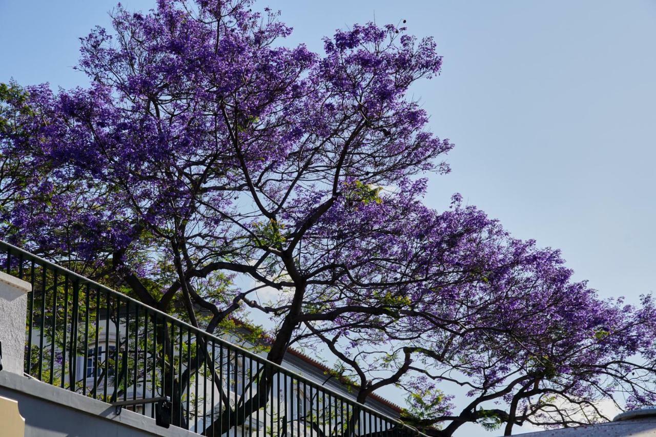 Pimenta Funchal Downtown Apartment Ngoại thất bức ảnh
